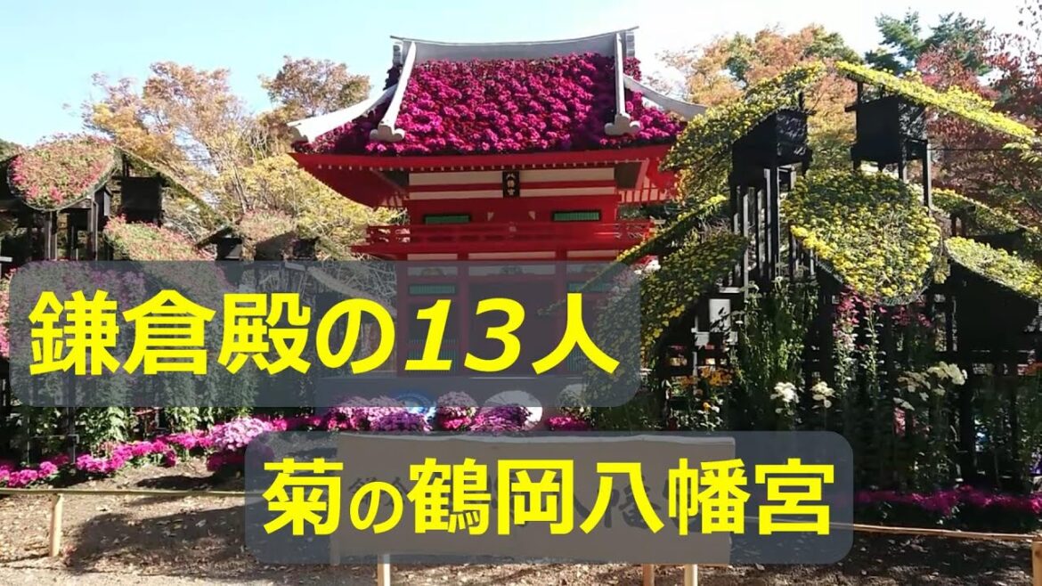 鎌倉殿の13人　菊の鶴岡八幡宮と舞殿　三島楽寿園　菊まつり　chrysanthemum flower festival